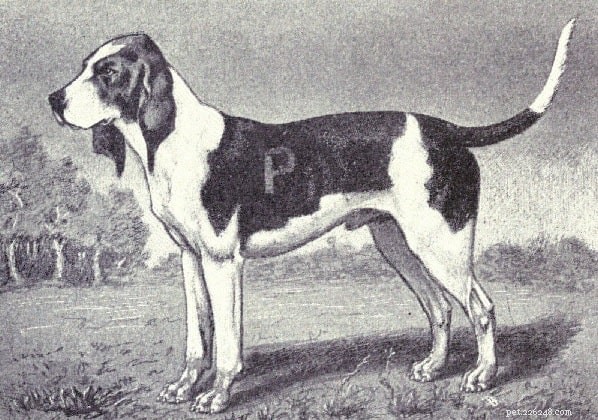 Informações sobre a raça do cão de caça Artois