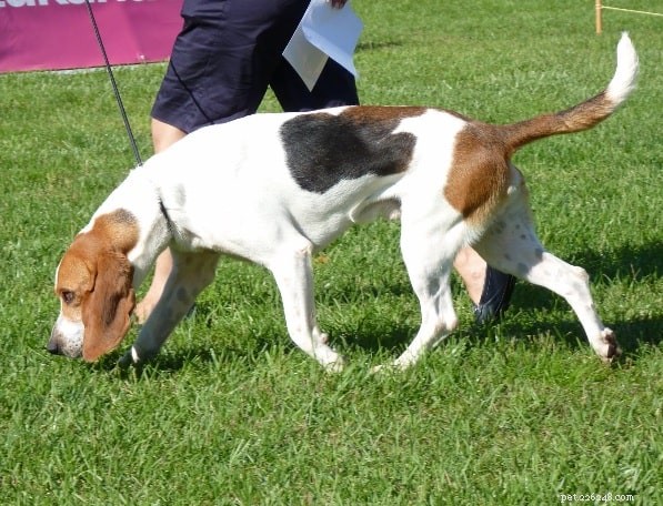 Informazioni sulla razza di Artois Hound Dog