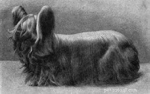Paisley Terrier (Disparu) – Informations sur la race de chien