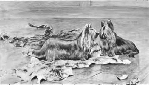 Paisley teriér (vyhynulý) – informace o plemeni psa