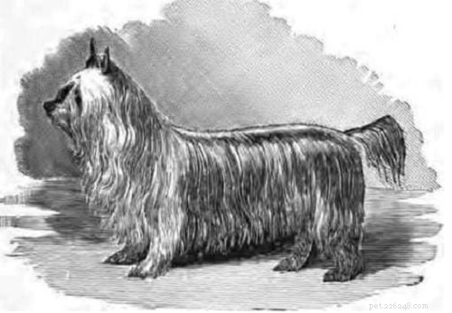 Paisley Terrier (Uitgestorven) – Informatie over hondenrassen