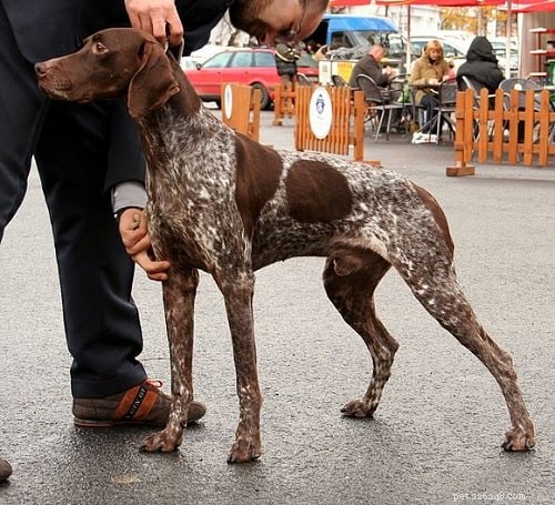 Informazioni sulla razza del cane Braque Francais Gascogne