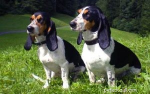 Informações sobre a raça do cão Schweizer Laufhund