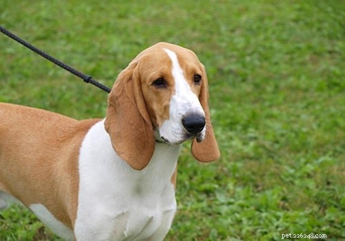 Informazioni sulla razza canina Schweizer Laufhund