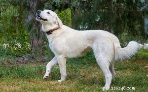 Informations sur la race de chien Akbash