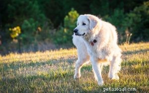 Informações sobre a raça do cão pastor polonês Tatra