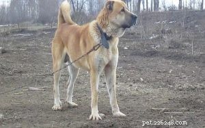 Informazioni sulla razza del cane Mastino Sarabi (Mastino Persiano)