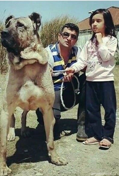 Sarabský mastin (perský mastif) Informace o plemeni psa