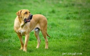 Informazioni sulla razza del cane Fila Brasileiro (mastino brasiliano)