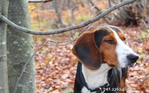 Informações sobre a raça do cão de caça tricolor sérvio