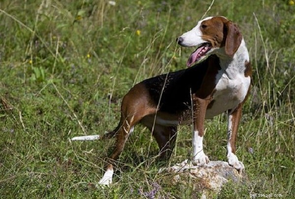 セルビアントライコロールハウンド犬の品種情報 