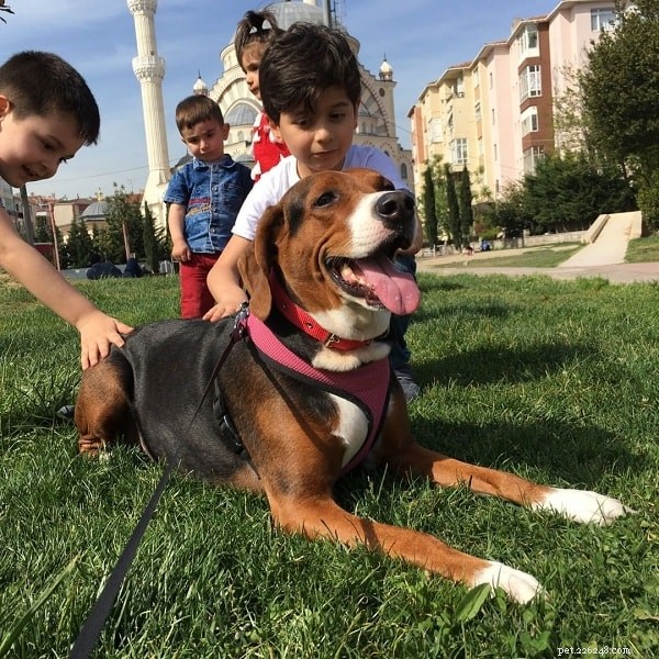 Informations sur la race de chien courant tricolore serbe