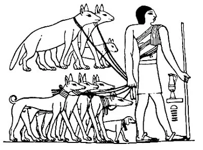 Tesem  Khufu Dog  (Uitgestorven) informatie over hondenrassen