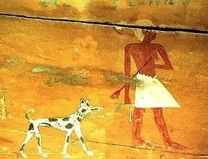 Tesem  Khufu Dog  (Uitgestorven) informatie over hondenrassen