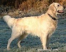 Tweed Water Spaniel (Uitgestorven) – Informatie over hondenrassen
