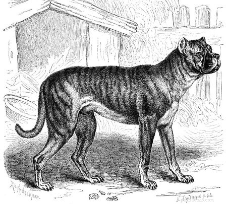 Bullenbeisser (vyhynulý) – informace o plemeni psa