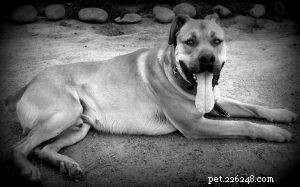 Talbot Hound (estinto) – Informazioni sulla razza canina