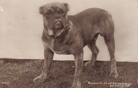 Булленбейссер (вымерший) – информация о породе собак