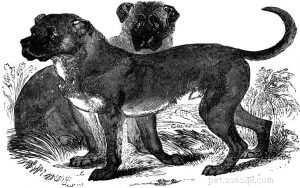 Dogo Cubano(멸종) – 개 품종 정보