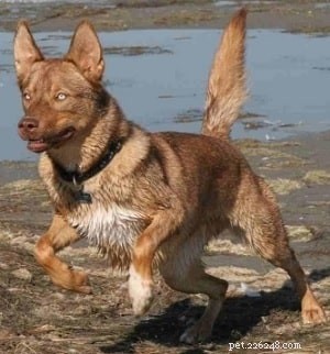 Informazioni sulla razza del cane Tahltan Bear Dog (estinto)