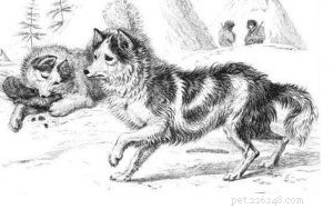 Tahltan Bear Dog(멸종) 개 품종 정보