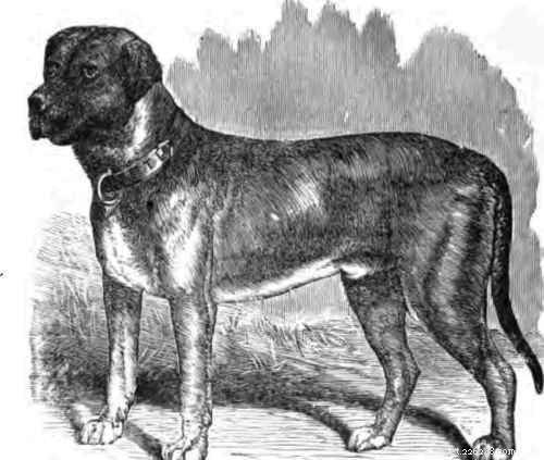 Dogo Cubano（絶滅）–犬の品種情報 