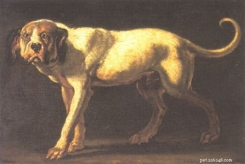 Kubánská doga (vyhynulá) – informace o plemeni psa