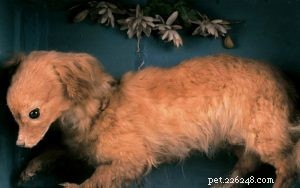 ターンスピットドッグ（絶滅）–犬の品種情報