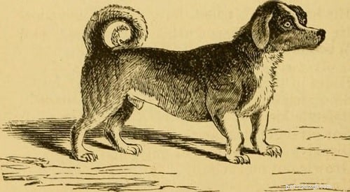 Pes otočný (vyhynulý) – informace o plemeni psa