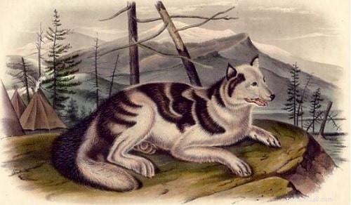 Informace o plemeni indického psa zajíc/říčního psa Mackenzie (vyhynulého)