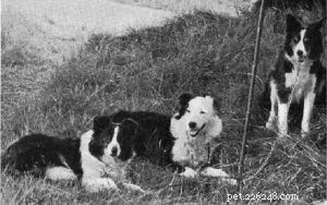 Informações sobre a raça de cães Cumberland Sheepdog (extinta)