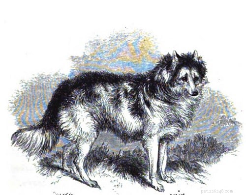 Informações sobre a raça do cão índio lebre/cão do rio Mackenzie (extinto)