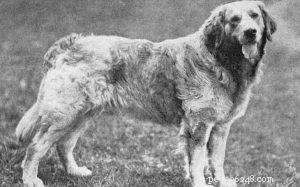 Informace o vyhynulém plemeni psa ruského stopaře