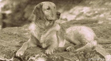 Informations sur la race de chien de traqueur russe éteinte