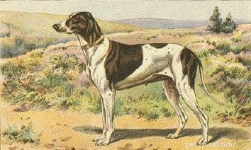 Braque du Puy (disparue) Informations sur la race de chien