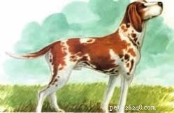 Информация о породе собак Брак-дю-Пюи (вымершая)