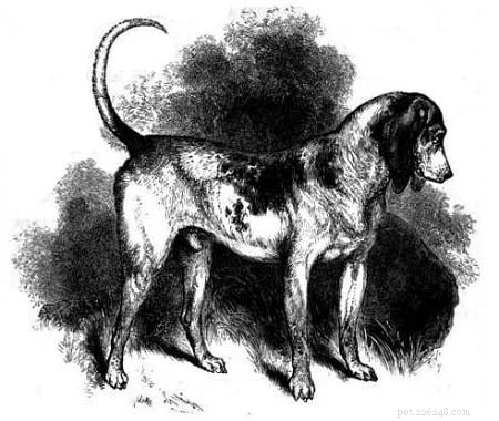 Informazioni sulla razza del cane del segugio del sud (estinto)