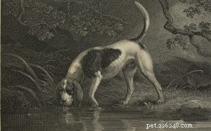 Informations sur la race de chiens du Southern Hound (disparue)