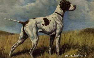 Informazioni sulla razza del cane Braque du Puy (estinto)