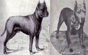 Informations sur la race de chien Blue Paul Terrier (éteint)