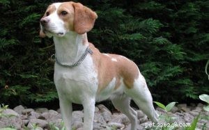 North Country Beagle (Uitgestorven) hondenrasinformatie