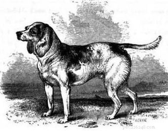 Informations sur la race de chien North Country Beagle (éteint)