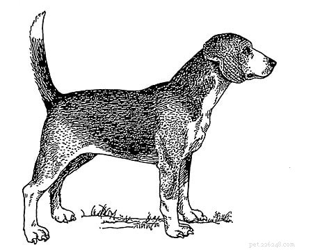 North Country Beagle（Extinct）Dog Breed Information
