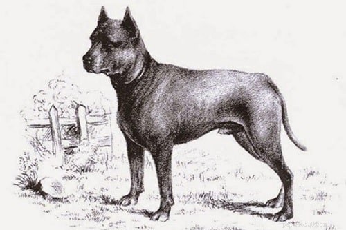Blue Paul Terrier (utdöd) hundrasinformation
