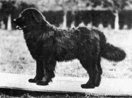 Informace o plemeni moskevského vodního psa (vyhynulého)