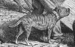 Informace o plemeni psa Alaunt (vyhynulý)