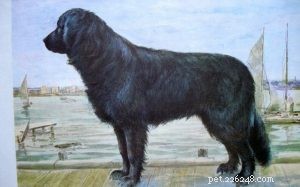 Informações sobre a raça do cão de água de Moscou (extinto)