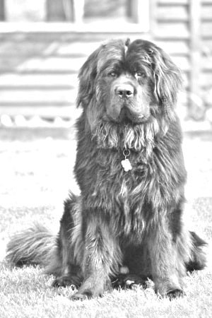 Informazioni sulla razza canina del cane da acqua di Mosca (estinto)