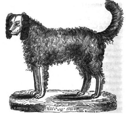 Альпийский спаниель (вымерший) Информация о породе собак