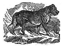 Informations sur la race de chien Épagneul alpin (éteint)